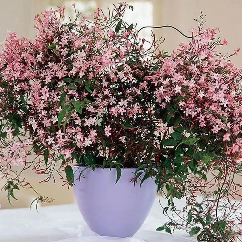 【新品】多花素馨盆栽花苗庭院阳台本攀援爬藤观花植物有香味开花