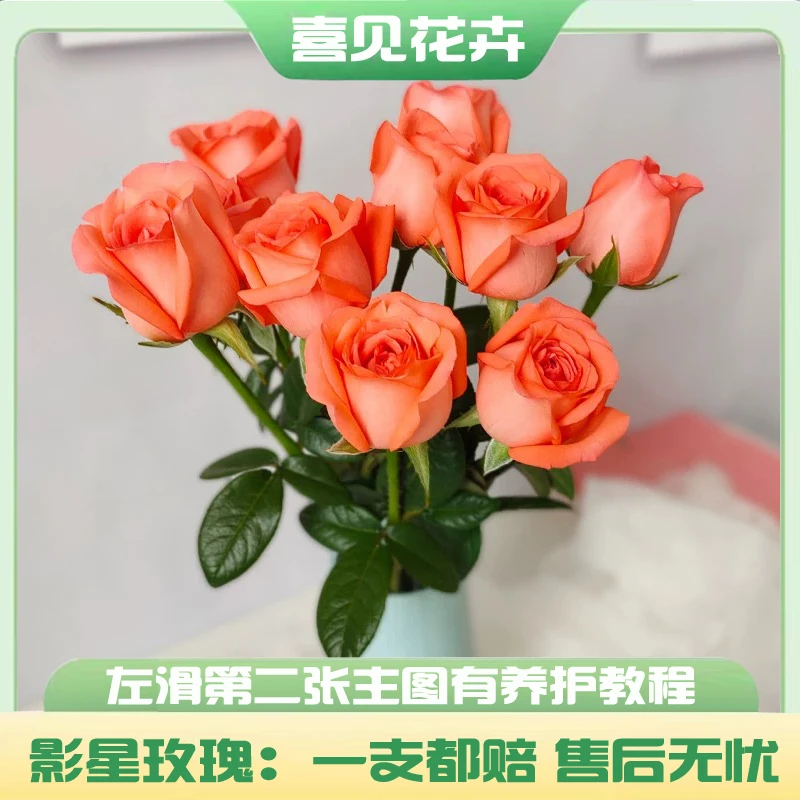 【影星玫瑰】王炸产品