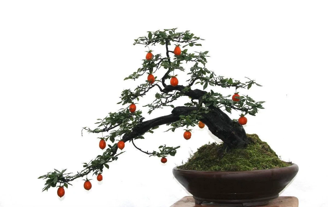 金弹子一百左右的