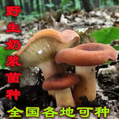 人工橙色巴西木栽培野生奶浆菌 牛奶多汁乳菇 奶汁菇种植菌种包