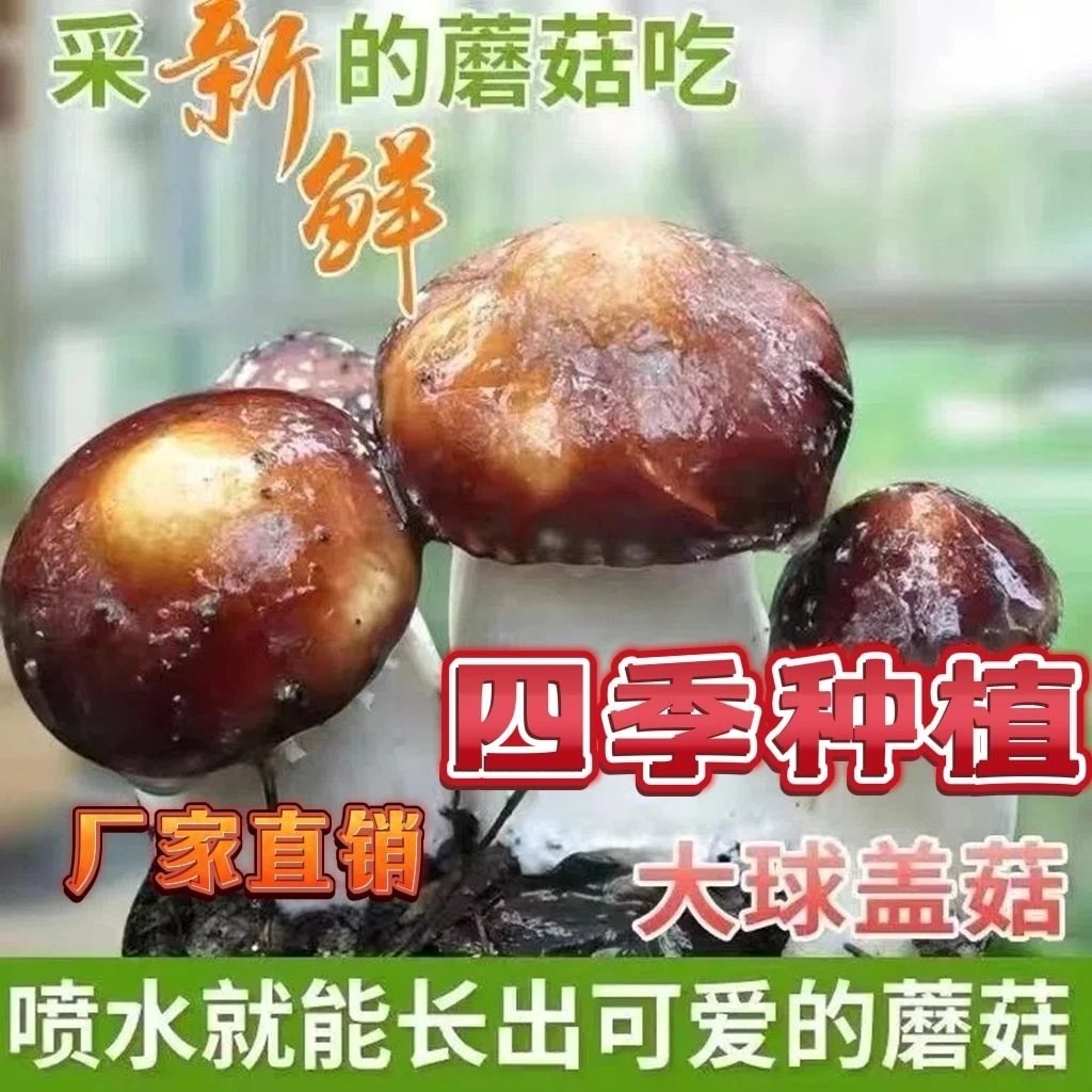 大球秋季观果种子盖菇 赤松茸菌包菌种 蘑菇 食用菌家庭盆栽阳台