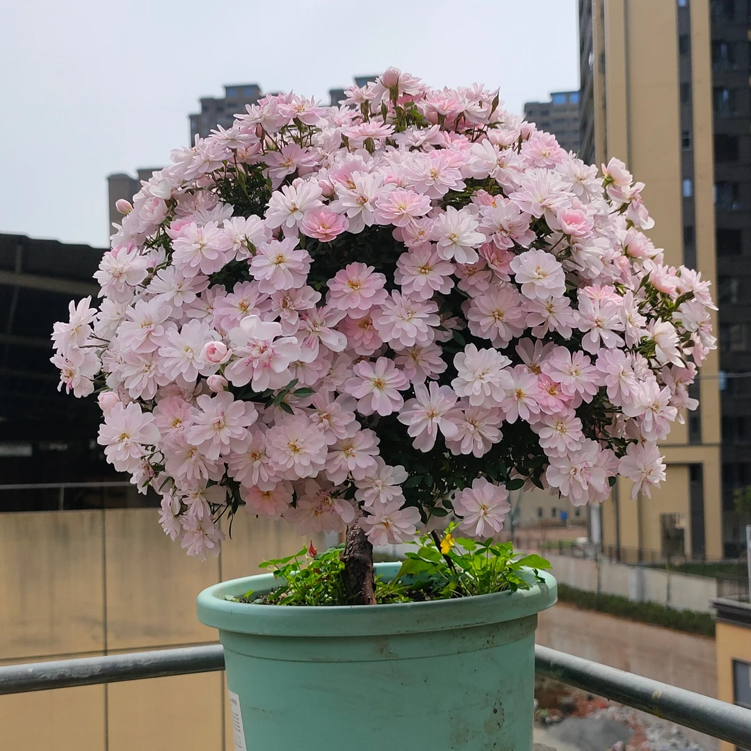 姬乙女月季盆景，刺梨老桩嫁接月季