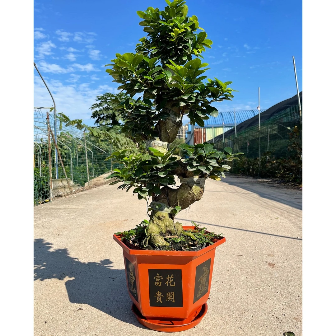 大型S弯造型金钱榕树四季常青好养室内外植物盆景