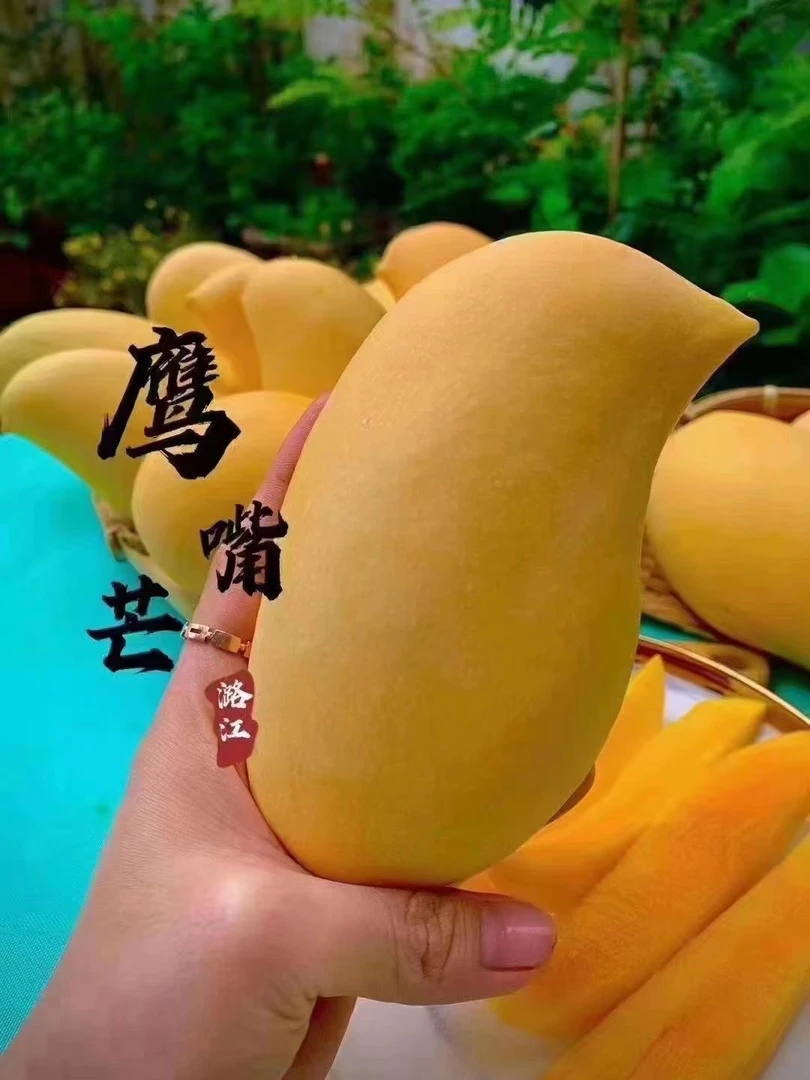 【达人专属】云南鹰嘴芒果原产地现摘现发