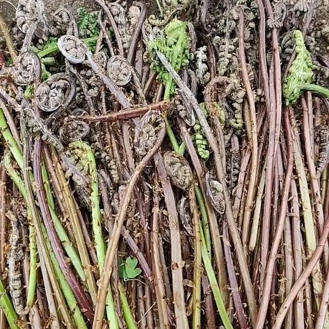 围场野生山野菜 猴腿