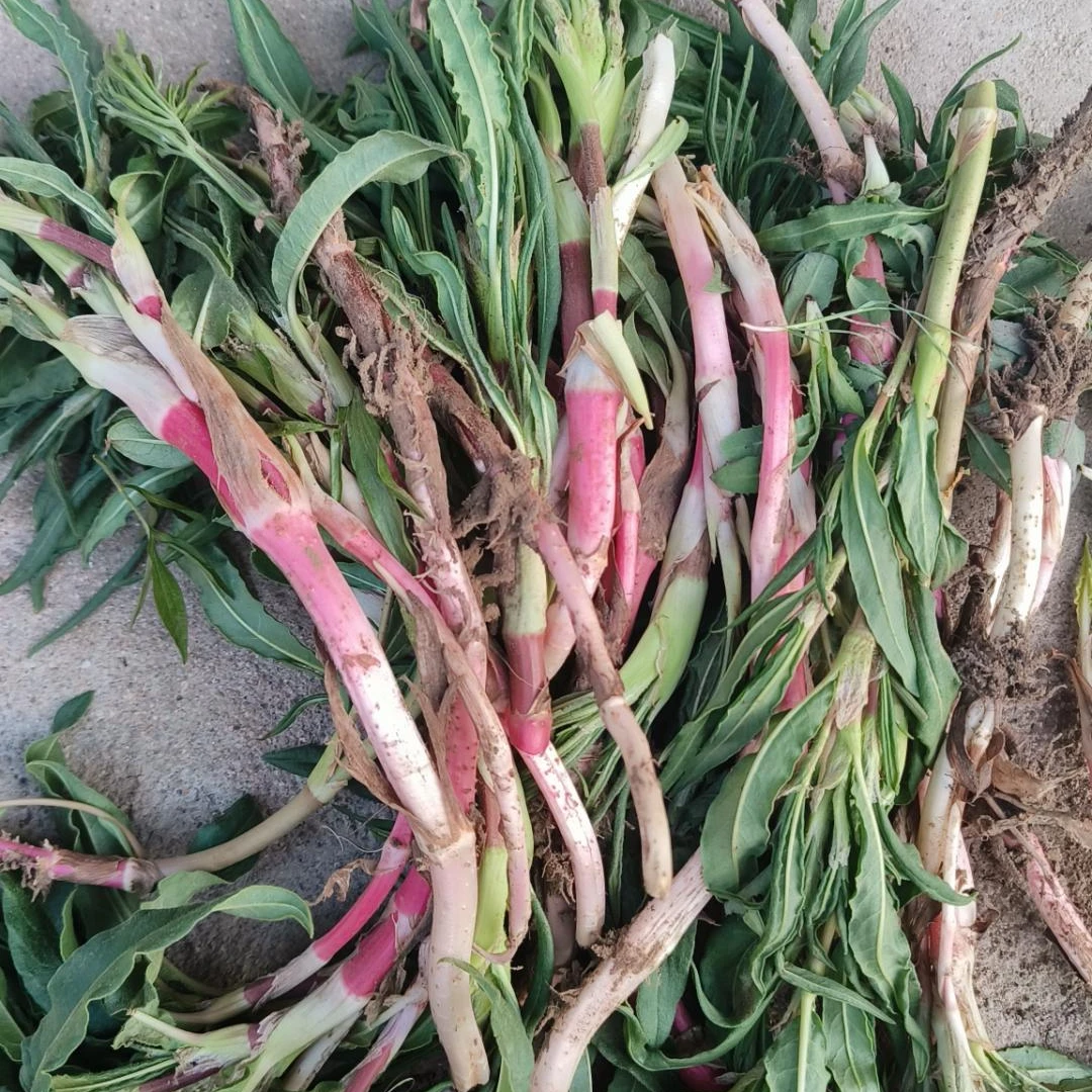 围场山味 野生酸浆 酸不溜 新鲜酸浆