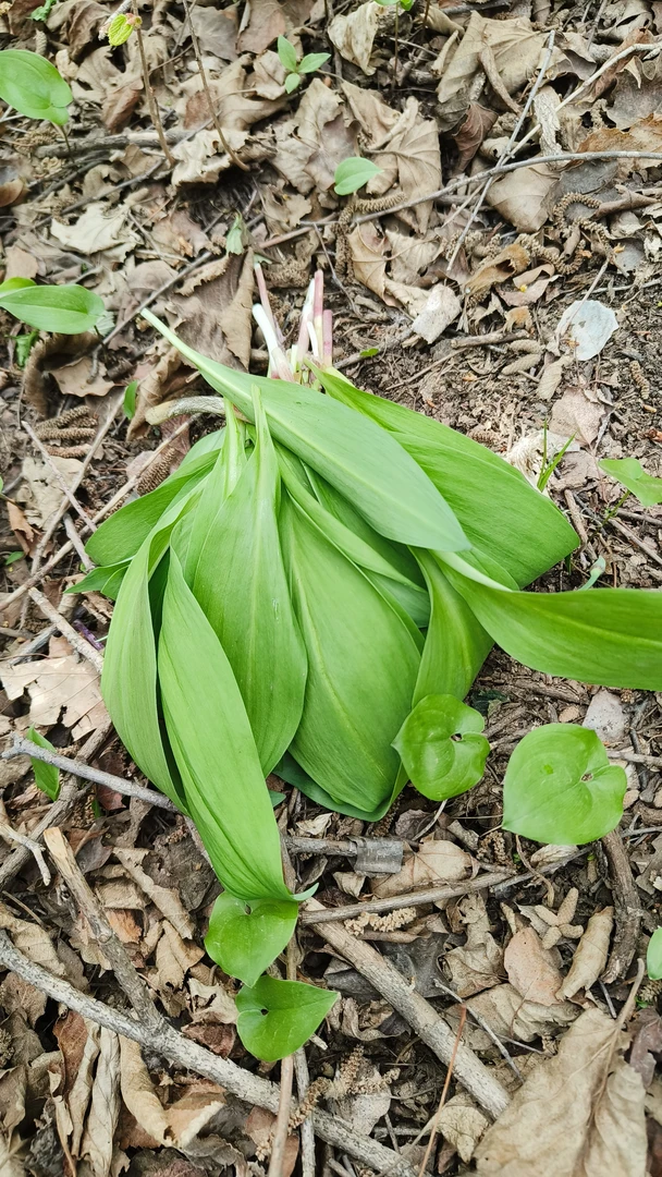 围场山味 山葱 山葱叶 炒菜 剁馅 卷肉 顺丰包邮