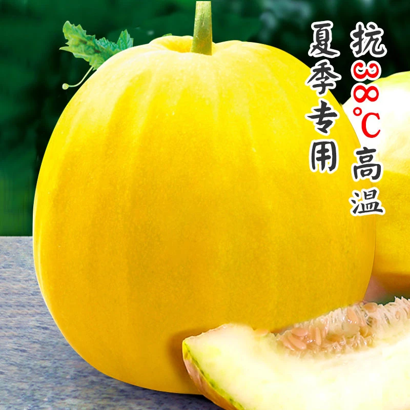 【大民优选】湖南芷江本地丑八怪香瓜5斤正负1斤,现摘现发