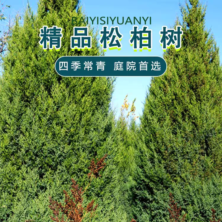 蜀桧绿化墓地苗木四季青庭院风景苗