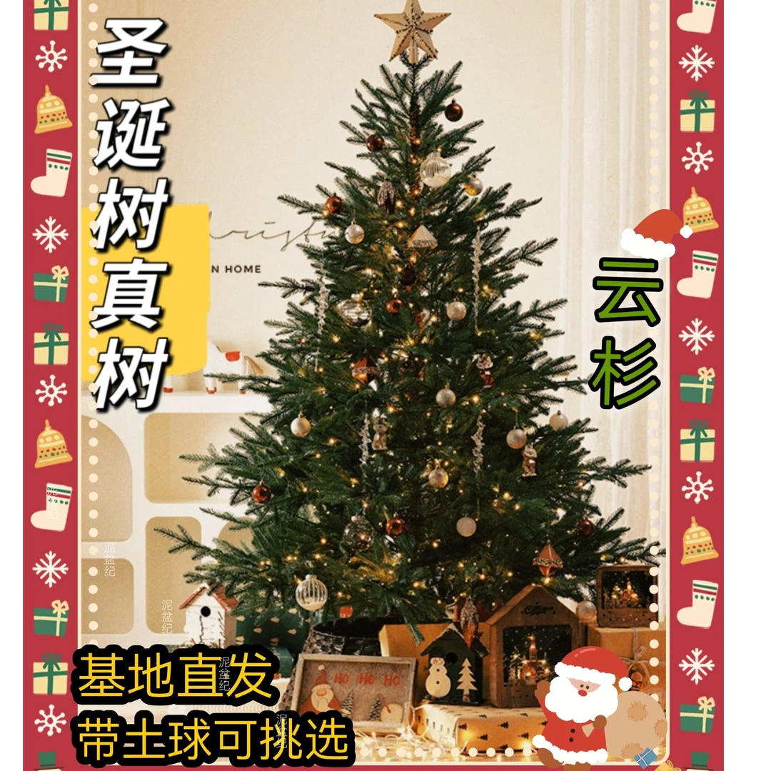 真树四季常青耐寒室内外庭院商场圣诞树云杉庭院绿植