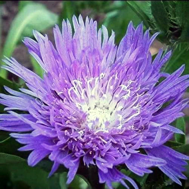 【琉璃菊】花卉盆栽花苗宿根多年生庭院阳台花卉耐寒耐热好养