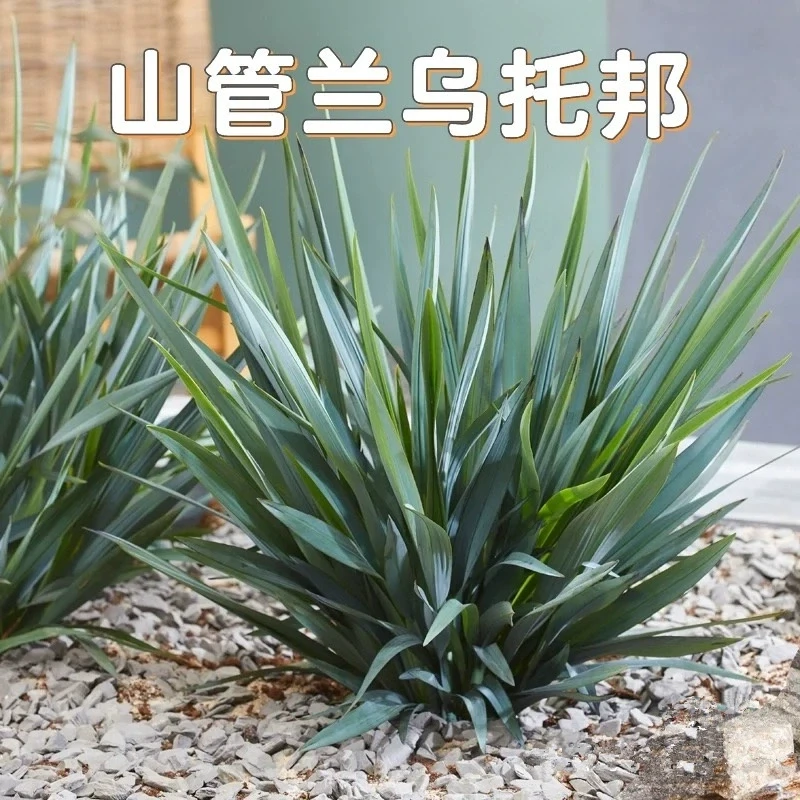 【乌托邦】蓝色系列山菅兰耐阴常绿盆栽花镜植物喜光耐阴耐寒好养护