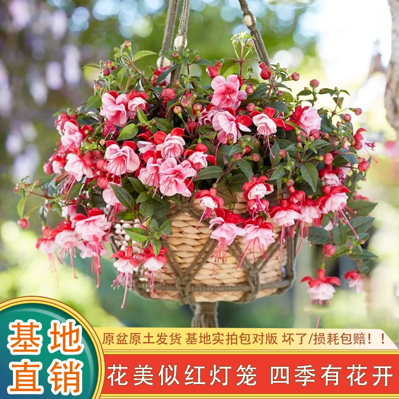 【倒挂金钟】重瓣灯笼花小苗吊钟花海棠花宝莲灯阳台花卉四季开花