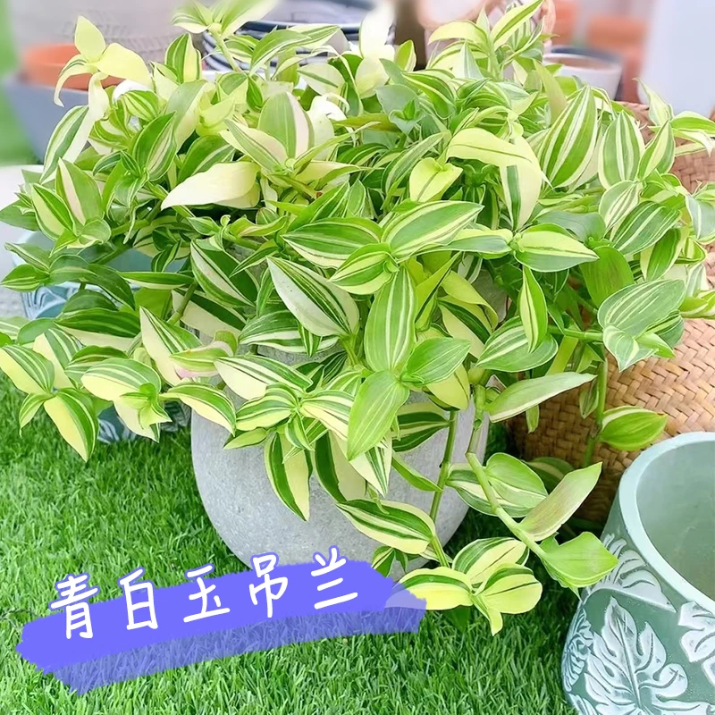 【青白玉】吊兰植物吊竹梅吊兰油画婚礼垂吊悬挂室内盆栽观叶耐旱型