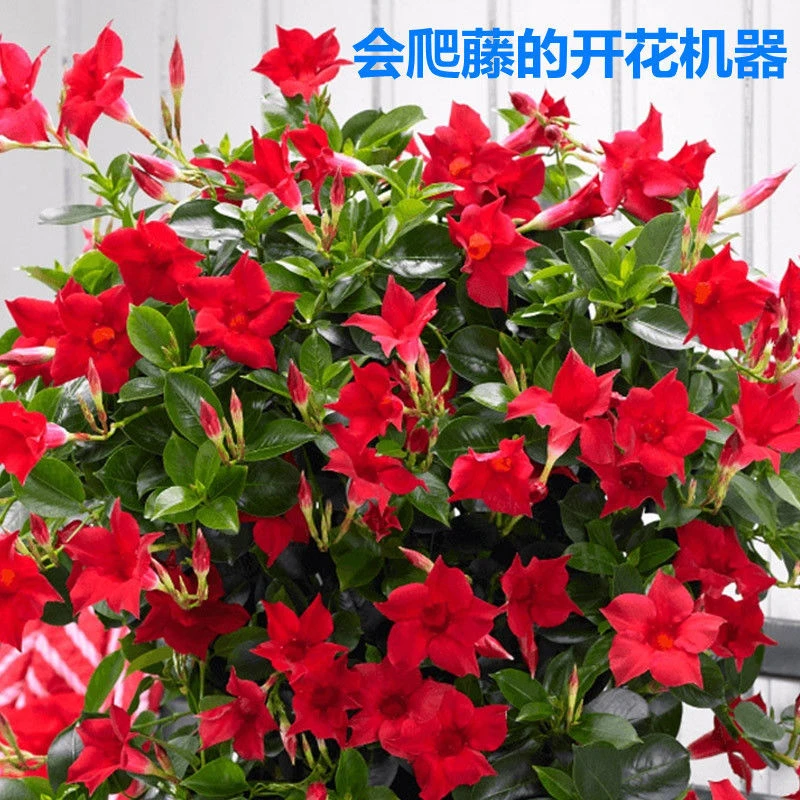【飘香藤】盆栽四季花爬墙花卉盆栽攀爬植物室内室外庭院易活好养