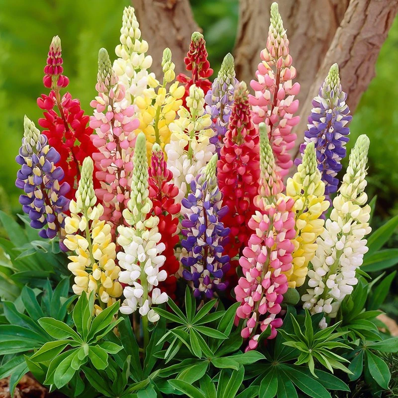 【鲁冰花】羽扇豆盆栽大苗阳台庭院花园耐寒花卉多年生好养带花苞
