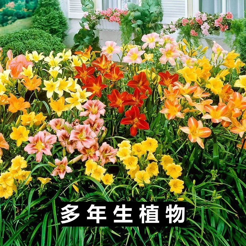【大花萱草】忘忧草金娃娃庭院地被美观绿化风景苗耐寒耐旱盆栽苗