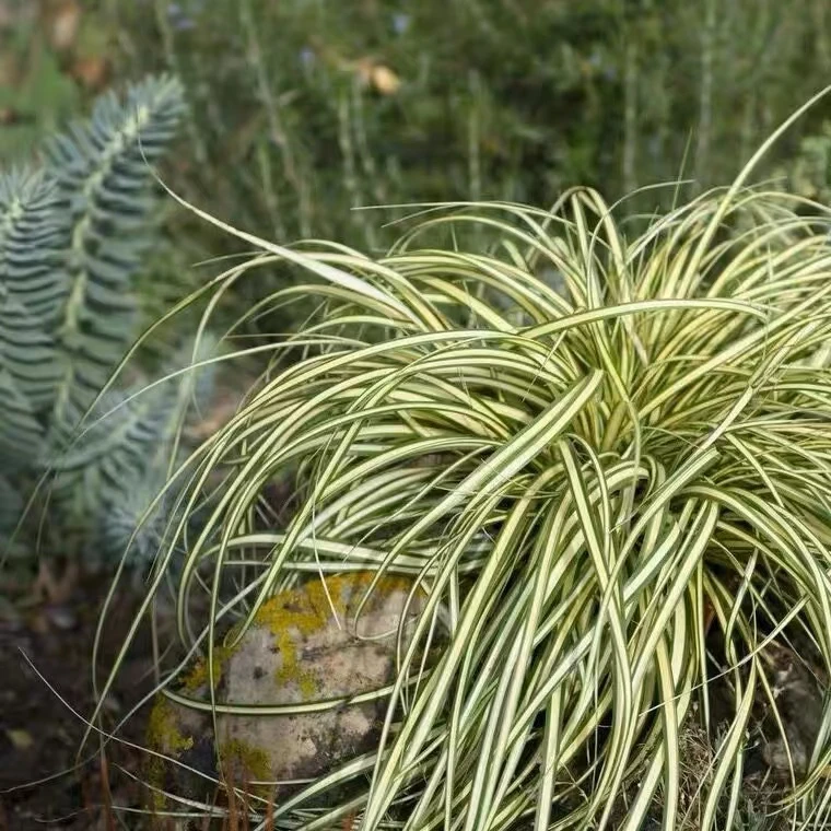 【金丝苔草】盆栽庭院室外植物多年生耐寒耐热金叶苔草四季花境植物