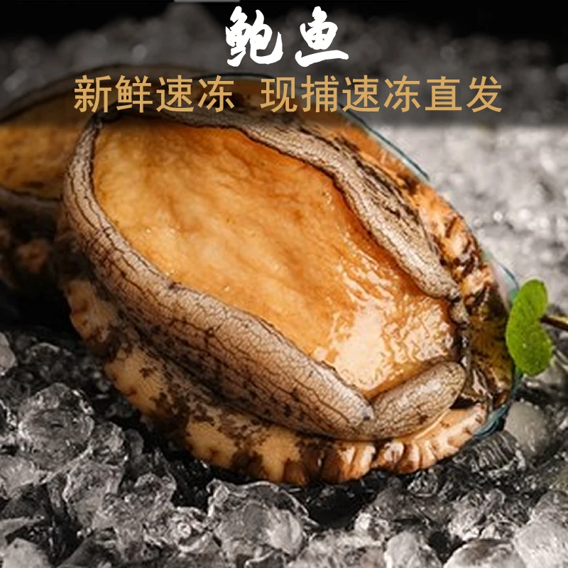 精选新鲜鲍鱼去内脏速冻鲍鱼海鲜鲜嫩口感小鲍鱼捞汁饭海捕鲍鱼