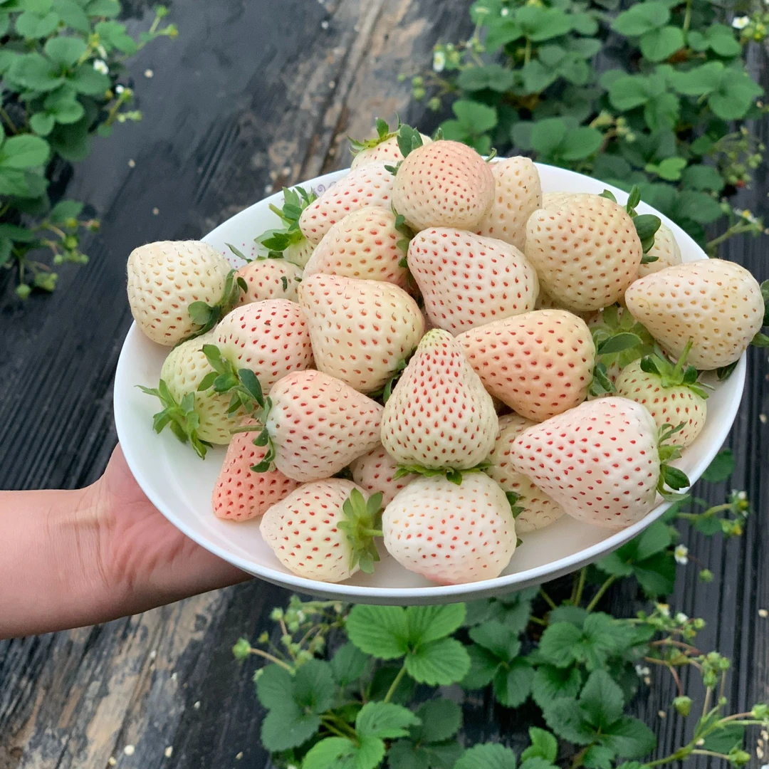 郁先生#草莓苗盆栽四季盆栽食用奶油隋珠红果苗南北阳台种植好养