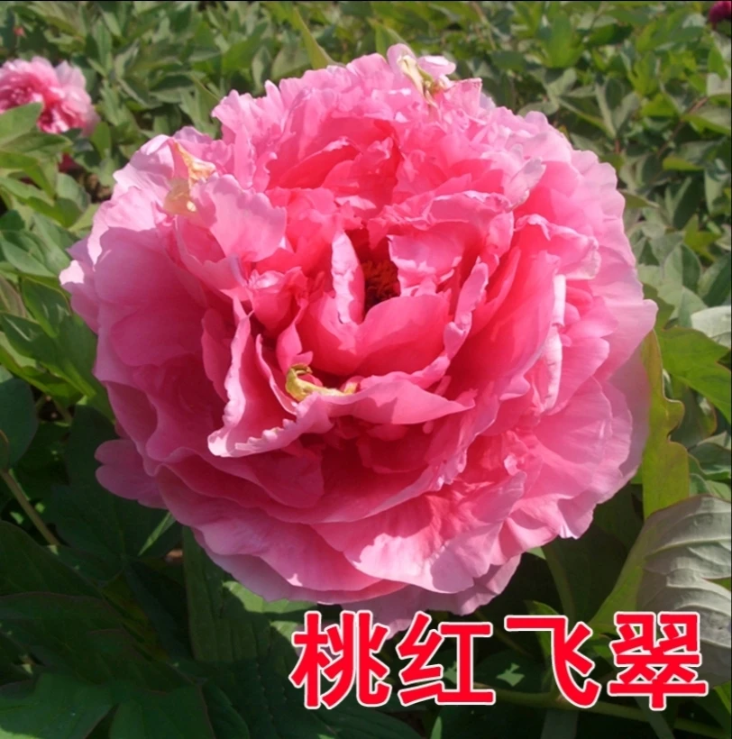 [桃红飞翠]菏泽牡丹花苗大苗花卉易活好养盆栽庭院牡丹花树苗