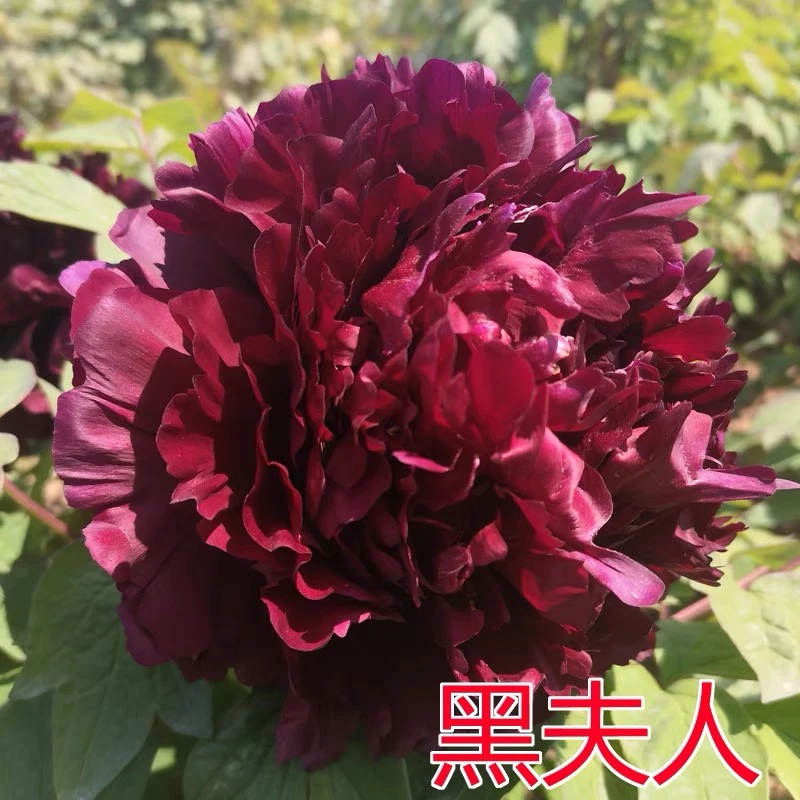 [黑夫人]菏泽正宗牡丹花苗大苗花卉易活好养盆栽庭院牡丹花树苗