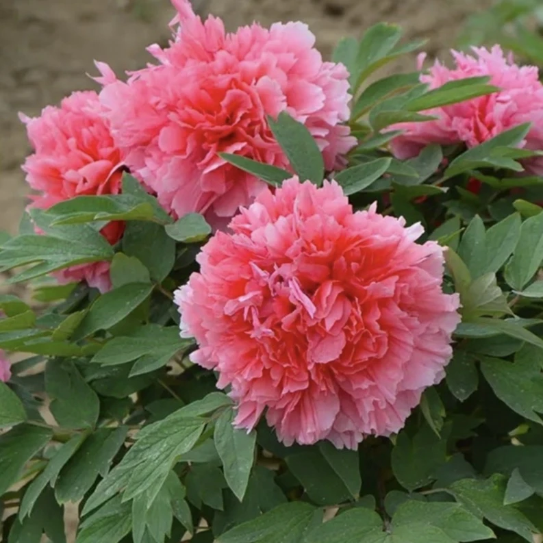 一物一拍牡丹花苗(大苗),直播间选苗
