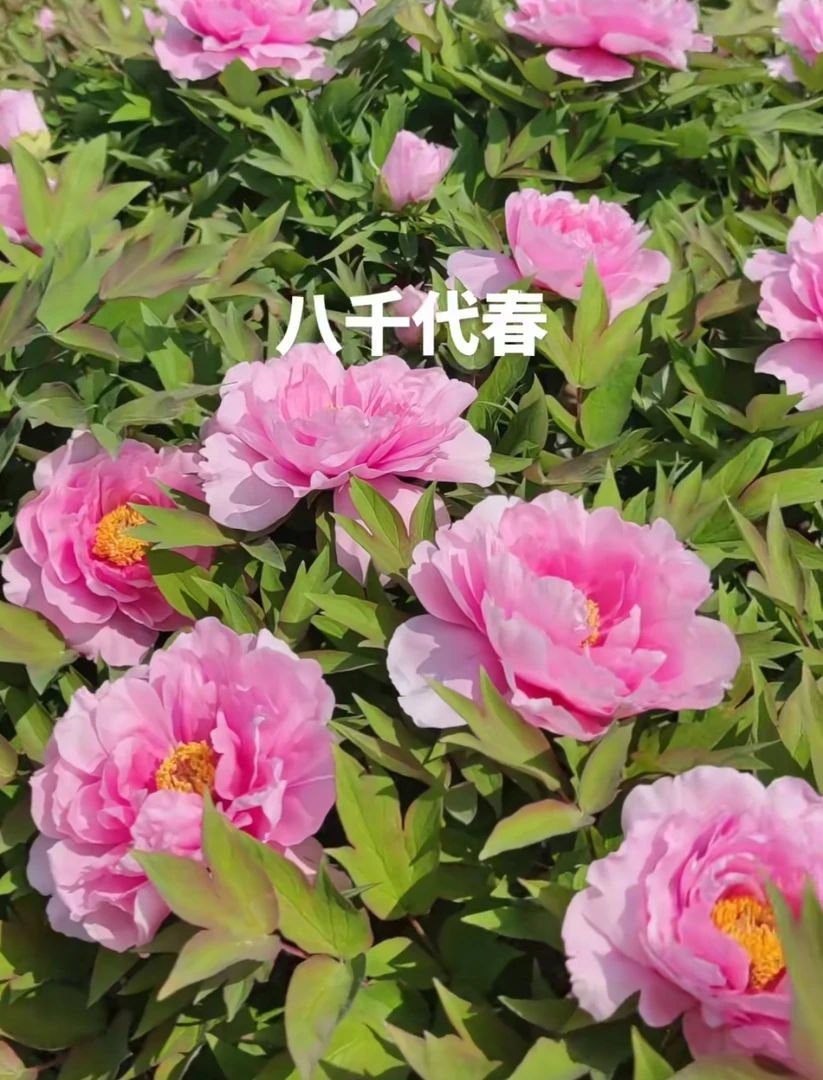 【八千代椿】重瓣牡丹花苗带花芽盆栽四季室内庭院牡丹
