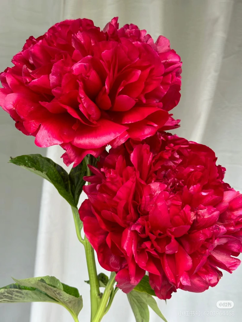 【亨利博克斯特】菏泽正宗观赏芍药花苗带根多年生盆栽