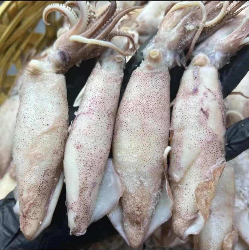 阳江特产 熟晒海兔 笔管鱼 鱿鱼筒 大号