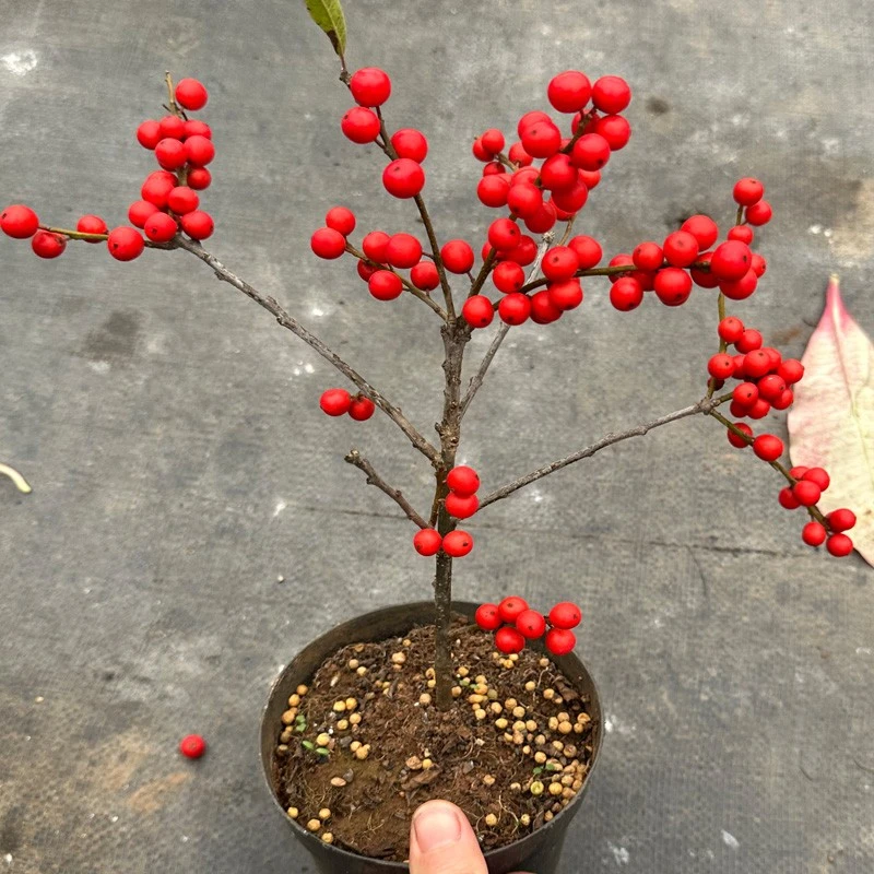 北美冬青红果冬青带红果春节年宵盆栽基地直发