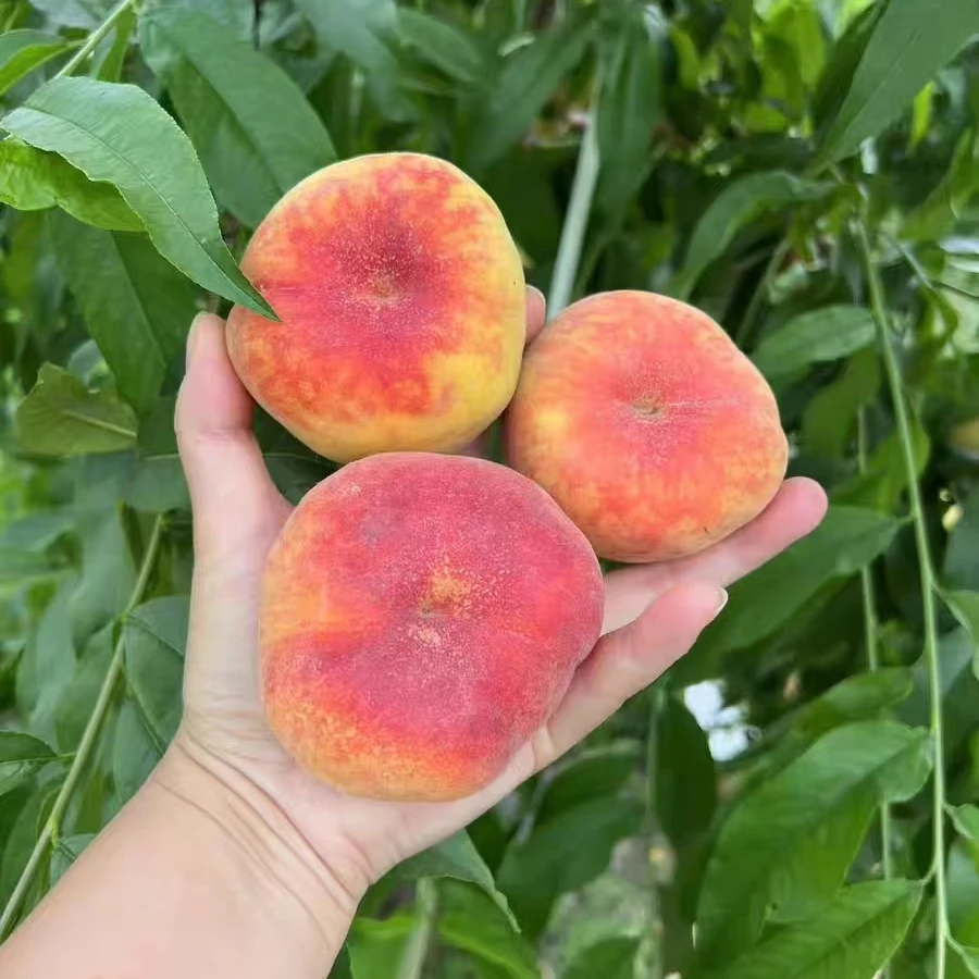 陕西彩虹毛蟠桃当季新鲜红蟠桃4.5-5斤新鲜水果现摘现发蜜桃