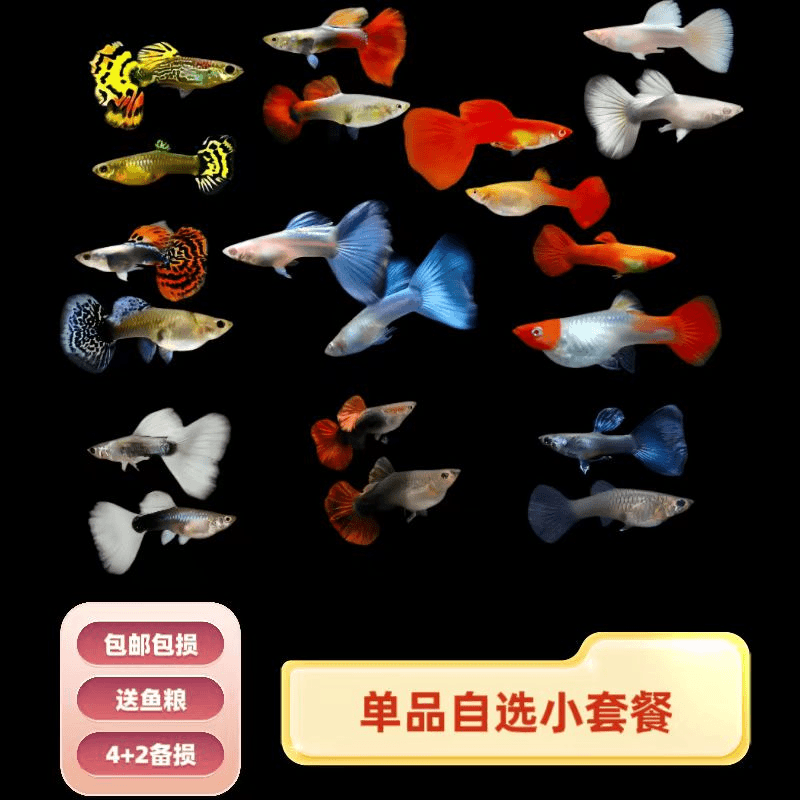 孔雀鱼 灵活自选小套餐 4条送2条备损 小型热带可繁殖 入缸不包损