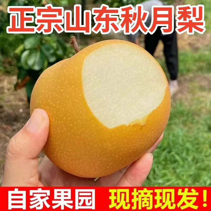 山东正宗秋月梨新鲜梨子现摘现发净重4斤