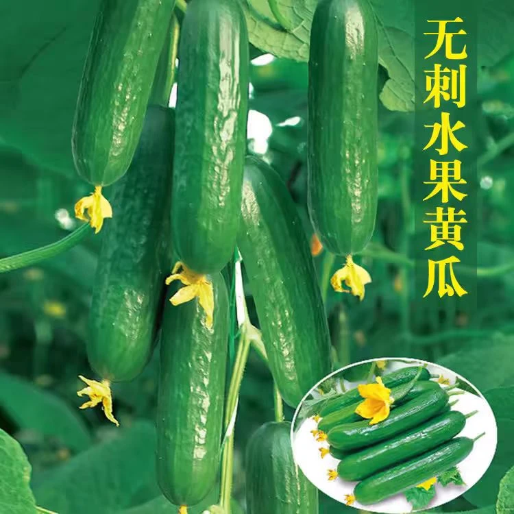 寿光蔬菜水果黄瓜新鲜生吃小黄瓜脆嫩青瓜荷兰旱黄瓜无刺现摘5斤