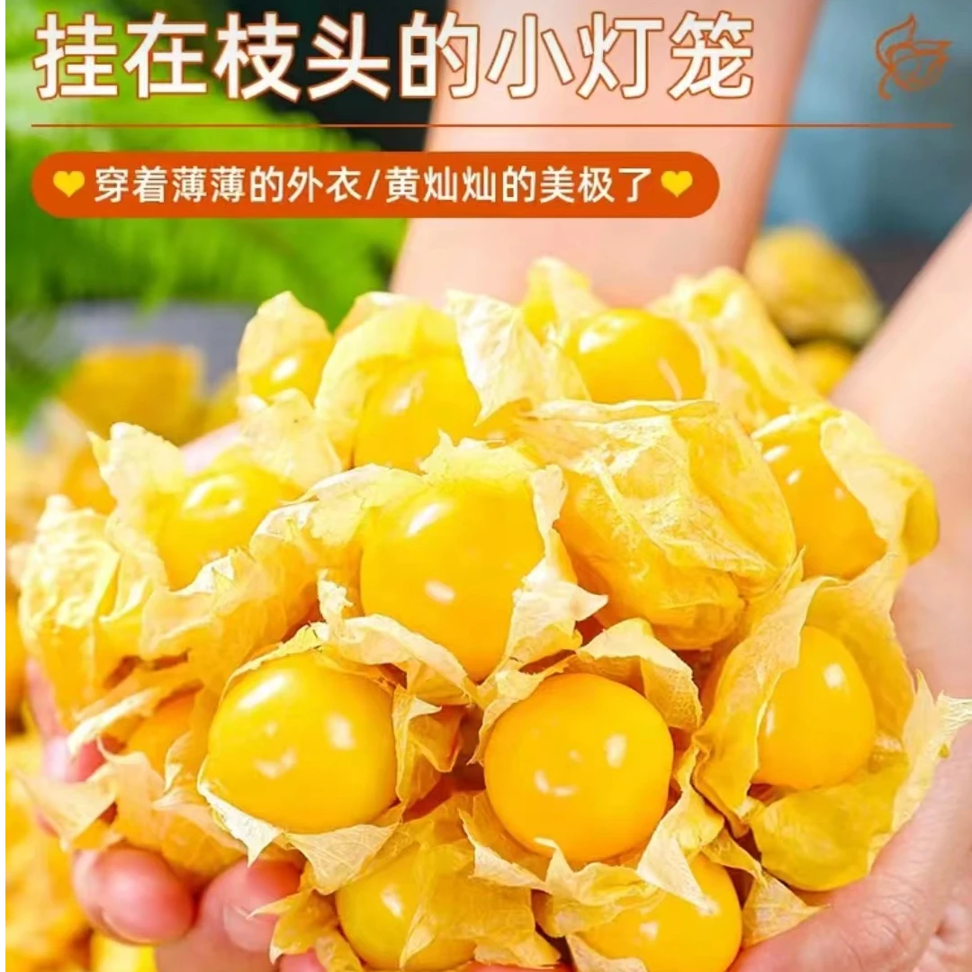 【邮政助农】顺丰京东包邮东北特产姑娘果菇娘果新鲜采摘菇娘果香甜