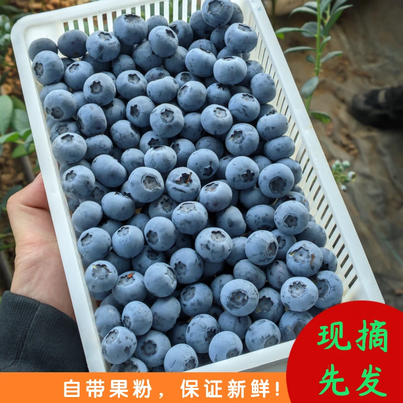 【蓝莓大果】15-17mm现摘现发 酸甜爆汁 当季新鲜蓝莓 100g每盒