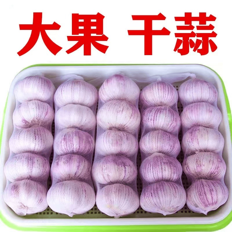 【十足干】山东紫皮大蒜头干蒜批发新鲜红皮大蒜头子农家自种特大果