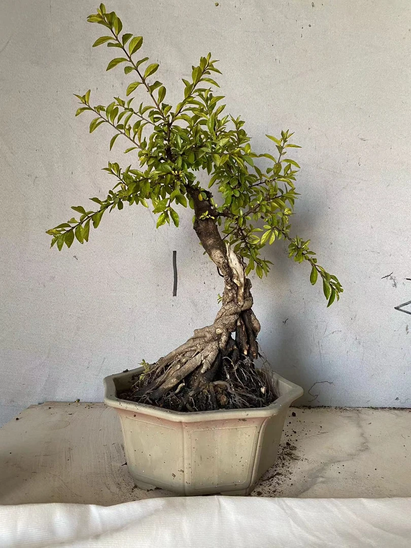 云南铁马鞭盆景素材