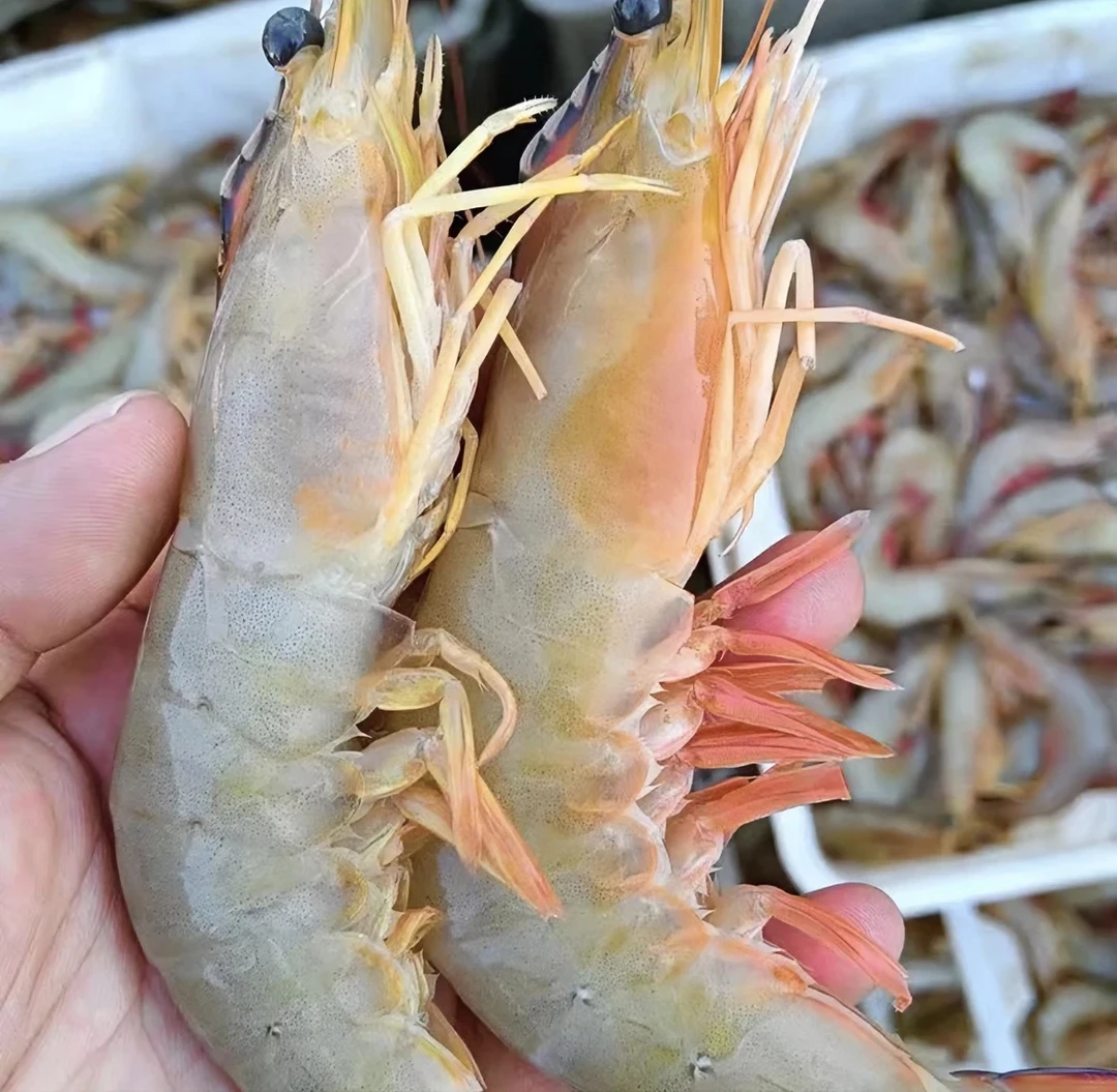 野生白刺【白刺虾】纯天然海捕高品质 广东汕尾港发货 不鲜包赔