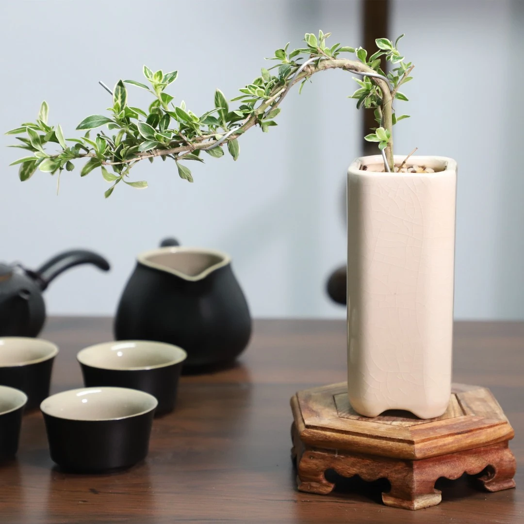 室内桌面办公桌悬崖六月雪小绿植盆栽植物茶几客厅摆件盆景好养活