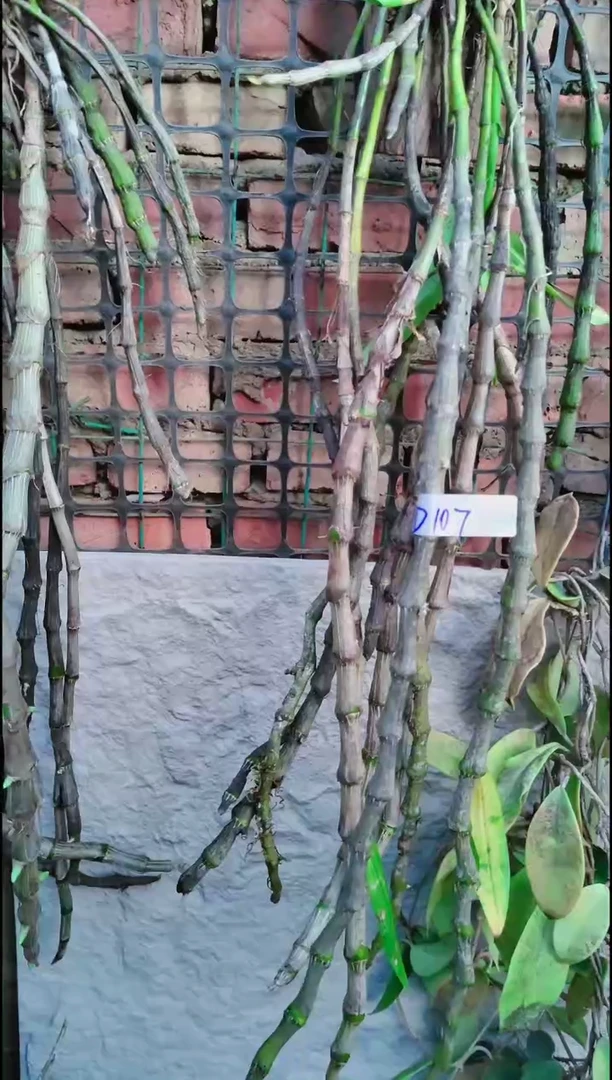 【闪购商品】附生植物微景观精品一物一拍