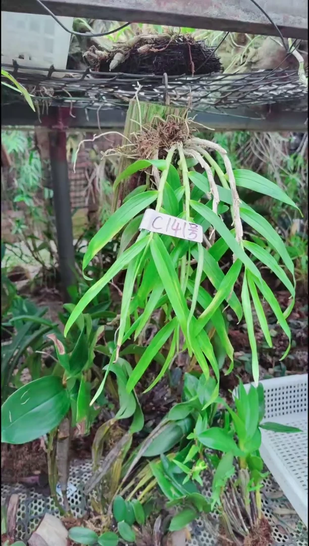 【闪购商品】附生植物微景观精品一物一拍