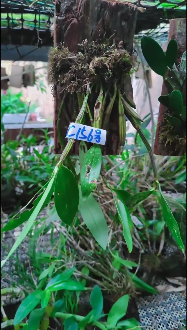 【闪购商品】附生植物微景观精品一物一拍