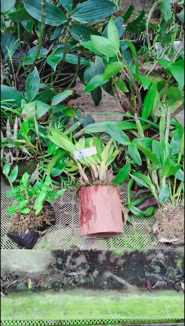 【闪购商品】附生植物微景观精品一物一拍