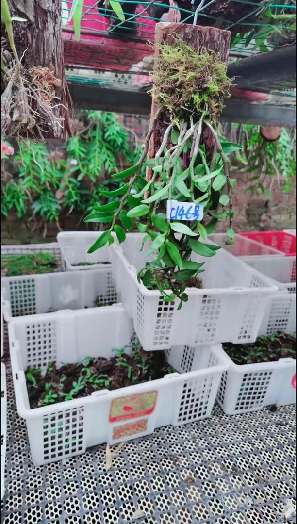 【闪购商品】附生植物微景观精品一物一拍