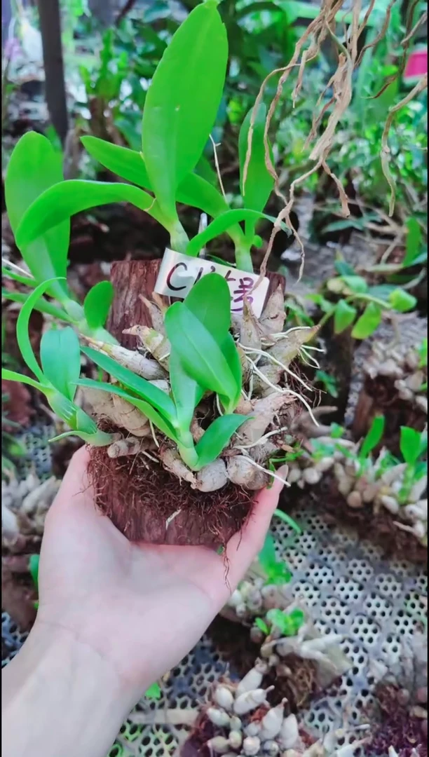 【闪购商品】附生植物微景观精品一物一拍