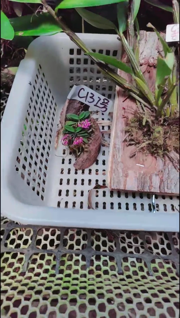 【闪购商品】附生植物微景观精品一物一拍