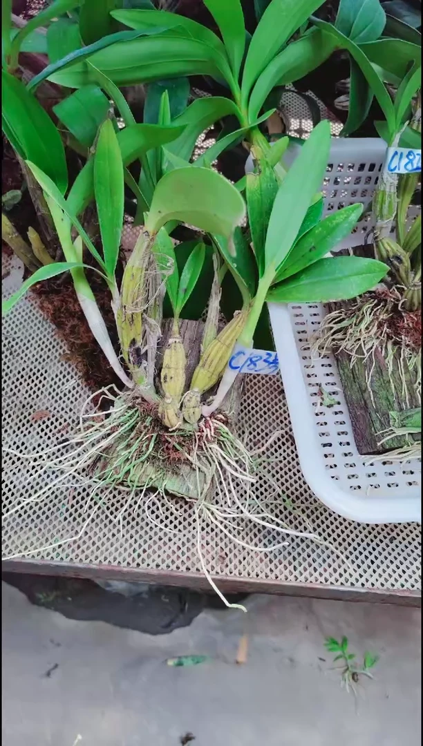 【闪购商品】附生植物微景观精品一物一拍