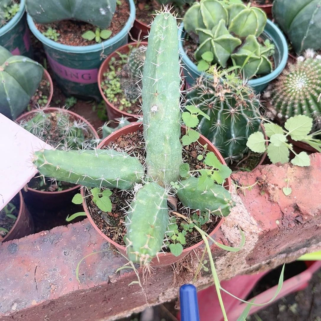 美花角自根4个头